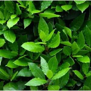Bay Leaf Live Plant Laurus Nobilis Sweet Bay Starter, 4 Inch Pot - Image 5