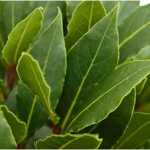 Bay Leaf Live Plant Laurus Nobilis Sweet Bay Starter, 4 Inch Pot - Image 6