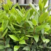 Bay Leaf Live Plant Laurus Nobilis Sweet Bay Starter, 4 Inch Pot - Image 1