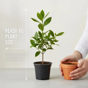 Bay Leaf Tree Live Plant 4-7 Inch Tall - Bay Laurel Herb for Indoor Outdoor Garden - Image 2