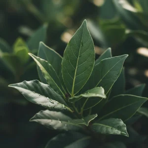 Bay Leaf Tree Live Plant 4-7 Inch Tall - Bay Laurel Herb for Indoor Outdoor Garden - Image 5
