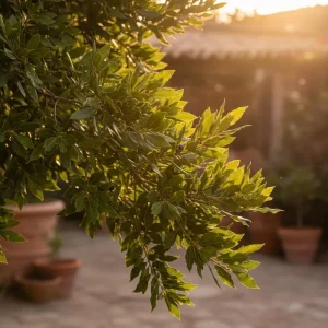 Bay Leaf Tree Live Plant 4-7 Inch Tall - Bay Laurel Herb for Indoor Outdoor Garden - Image 6