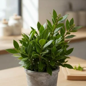 Bay Leaf Tree Live Plant 4-7 Inch Tall - Bay Laurel Herb for Indoor Outdoor Garden - Image 7
