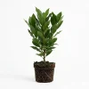 Bay Leaf Tree Live Plant 4-7 Inch Tall - Bay Laurel Herb for Indoor Outdoor Garden - Image 1