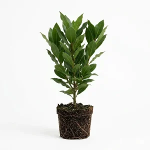 Bay Leaf Tree Live Plant 4-7 Inch Tall - Bay Laurel Herb for Indoor Outdoor Garden - Image 1
