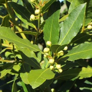 Bay Leaf Tree Live Plant 4 Inch - Laurus Nobilis Herb for Cooking - Image 10