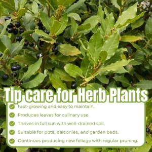 Bay Leaf Tree Live Plant 4 Inch - Laurus Nobilis Herb for Cooking - Image 3