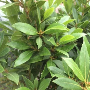 Bay Leaf Tree Live Plant 4 Inch - Laurus Nobilis Herb for Cooking - Image 4