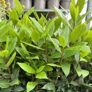 Bay Leaf Tree Live Plant 4 Inch - Laurus Nobilis Herb for Cooking - Image 5