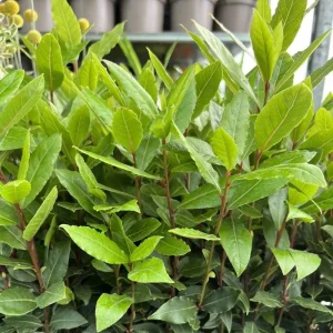 Bay Leaf Tree Live Plant 4 Inch - Laurus Nobilis Herb for Cooking - Image 6