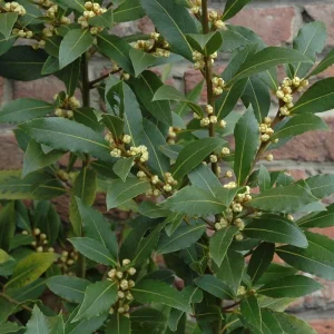 Bay Leaf Tree Live Plant 4 Inch - Laurus Nobilis Herb for Cooking - Image 7