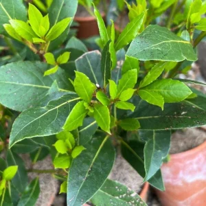 Bay Leaf Tree Live Plant 4 Inch - Laurus Nobilis Herb for Cooking - Image 8