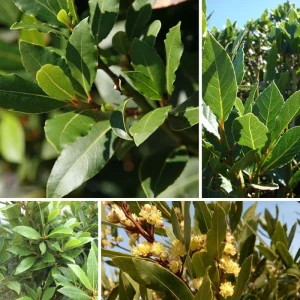 Bay Leaf Tree Live Plant 4 Inch - Laurus Nobilis Herb for Cooking - Image 9