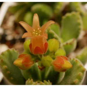 Bear's Paw Succulent Live Plant - Cotyledon Tomentosa Potted Plant 2