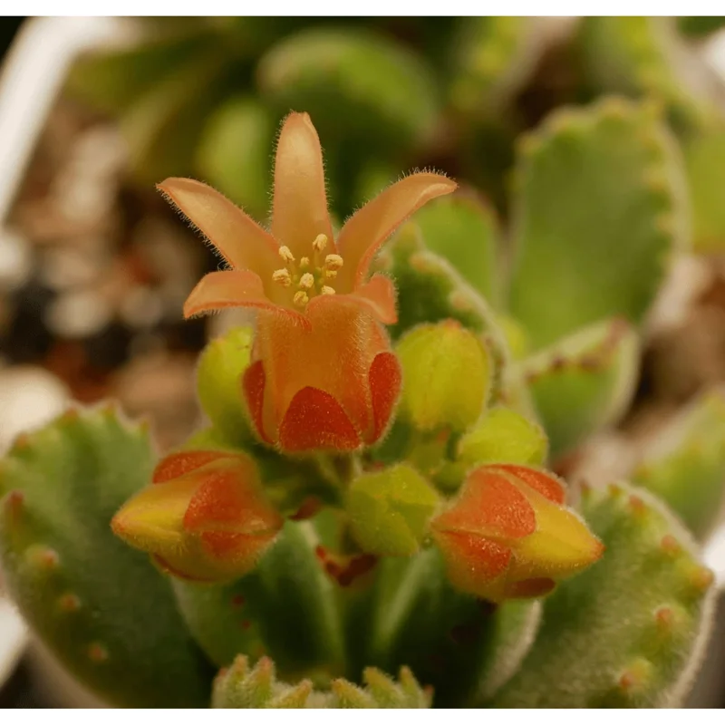 Bear's Paw Succulent Live Plant - Cotyledon Tomentosa Potted Plant 2" Pot - Image 2