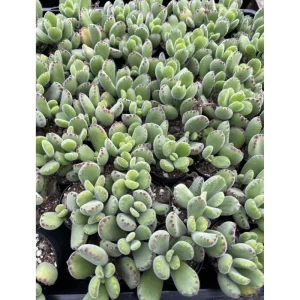 Bear's Paw Succulent Live Plant - Cotyledon Tomentosa - Potted 4 inch - Indoor - Image 2