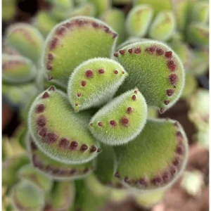 Bear's Paw Succulent Live Plant - Cotyledon Tomentosa Potted Plant 2