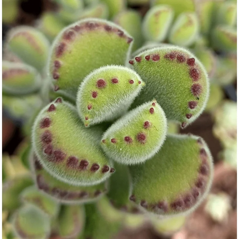 Bear's Paw Succulent Live Plant - Cotyledon Tomentosa Potted Plant 2" Pot - Image 4