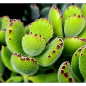 Bear's Paw Succulent Live Plant - Cotyledon Tomentosa - Potted 4 inch - Indoor - Image 5