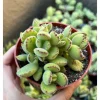 Bear's Paw Succulent Live Plant - Cotyledon Tomentosa - Potted 4 inch - Indoor - Image 1