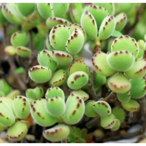 Bear's Paw Succulent Live Plant - Cotyledon Tomentosa Potted Plant 2