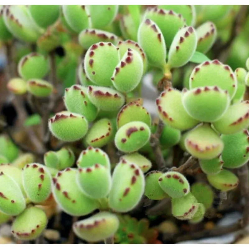 Bear's Paw Succulent Live Plant - Cotyledon Tomentosa Potted Plant 2" Pot - Image 6