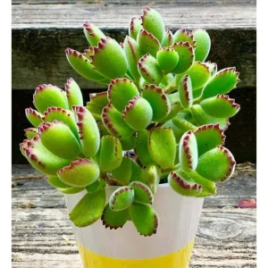 Bear's Paw Succulent Live Plant - Cotyledon Tomentosa Potted Plant 2