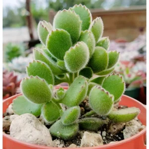 Bear's Paw Succulent Live Plant - Cotyledon Tomentosa - Potted 4 inch - Indoor - Image 7