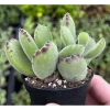 Bear's Paw Succulent Live Plant - Cotyledon Tomentosa Potted Plant 2" Pot - Image 1