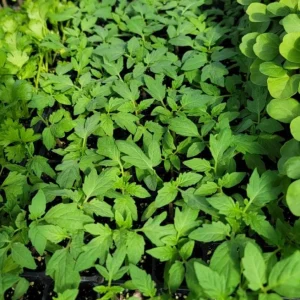 Beefsteak Tomato Live Plant for Planting - 2 Plants, 6-8 Inch Tall in 4 Inch Pot, Indeterminate - Image 2