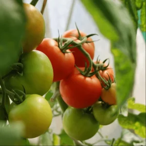 Beefsteak Tomato Live Plant for Planting - 2 Plants, 6-8 Inch Tall in 4 Inch Pot, Indeterminate - Image 4