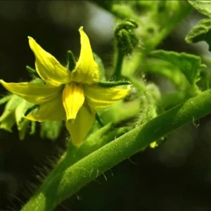 Beefsteak Tomato Live Plant for Planting - 2 Plants, 6-8 Inch Tall in 4 Inch Pot, Indeterminate - Image 6