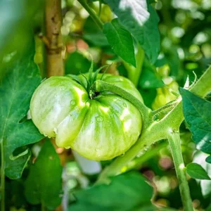 Beefsteak Tomato Live Plant for Planting - 2 Plants, 6-8 Inch Tall in 4 Inch Pot, Indeterminate - Image 8