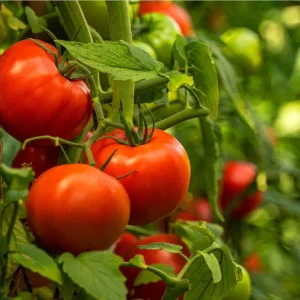 Beefsteak Tomato Live Plant for Planting - 2 Plants, 6-8 Inch Tall in 4 Inch Pot, Indeterminate - Image 1