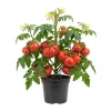 Beefsteak Tomato Plant, 6 to 8 Inc Tall, Large Red Tomatos, Patio and Garden, 2 Plants in Pot - Image 1