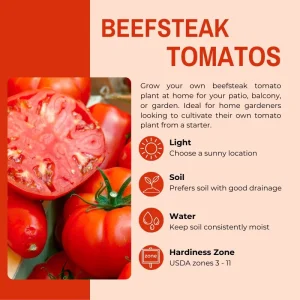 Beefsteak Tomato Plant, 6 to 8 Inc Tall, Large Red Tomatos, Patio and Garden, 2 Plants in Pot - Image 2