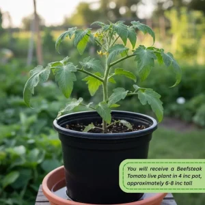 Beefsteak Tomato Plant, 6 to 8 Inc Tall, Large Red Tomatos, Patio and Garden, 2 Plants in Pot - Image 3