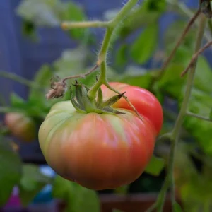 Beefsteak Tomato Plant, 6 to 8 Inc Tall, Large Red Tomatos, Patio and Garden, 2 Plants in Pot - Image 5