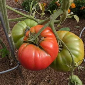 Beefsteak Tomato Plant, 6 to 8 Inc Tall, Large Red Tomatos, Patio and Garden, 2 Plants in Pot - Image 8