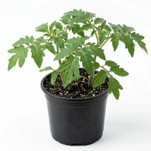 Beefsteak Tomato Plant Live - 4 Inch Pot - Large Slicing Tomatoes for Gardens - Image 2