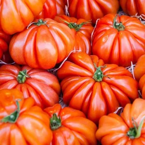 Beefsteak Tomato Plant Live - 4 Inch Pot - Large Slicing Tomatoes for Gardens - Image 3