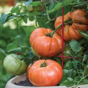 Beefsteak Tomato Plant Live - 4 Inch Pot - Large Slicing Tomatoes for Gardens - Image 5