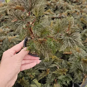 Begonia Bipinnatifida Live Plant, Fern-like Begonia, 4 Inch Pot, Indoor - Image 2