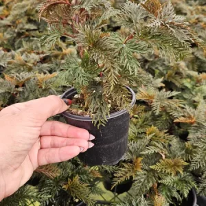 Begonia Bipinnatifida Live Plant, Fern-like Begonia, 4 Inch Pot, Indoor - Image 3