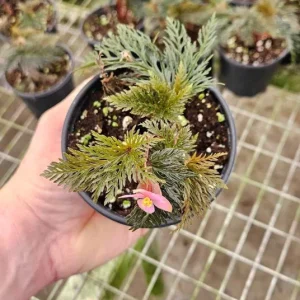 Begonia Bipinnatifida Live Plant, Fern-like Begonia, 4 Inch Pot, Indoor - Image 4