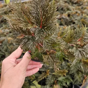 Begonia Bipinnatifida Live Plant, Fern-like Begonia, 4 Inch Pot, Indoor - Image 5