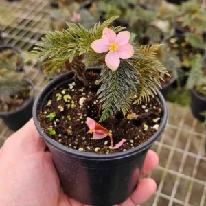 Begonia Bipinnatifida Live Plant, Fern-like Begonia, 4 Inch Pot, Indoor - Image 6