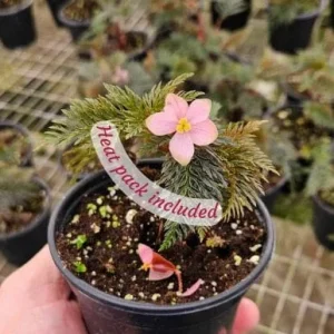 Begonia Bipinnatifida Live Plant, Fern-like Begonia, 4 Inch Pot, Indoor - Image 7