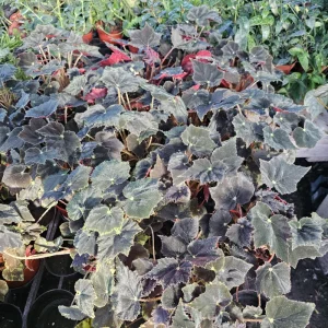 Begonia Black Velvet Live Plant - 4-Inch Pot, Fuzzy Leaf Indoor Plant - Image 2