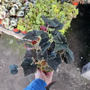 Begonia Black Velvet Live Plant - 4-Inch Pot, Fuzzy Leaf Indoor Plant - Image 3